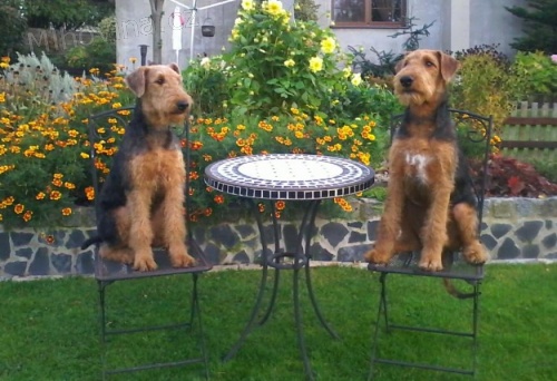 Airedale terrier