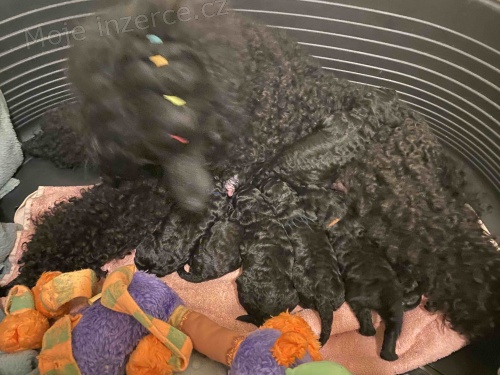 pudl černý střední štěňata 