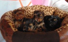 Yorkshire terrier - štěňátka s PP