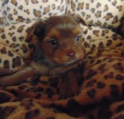 Yorkshire terrier - štěňátka s PP