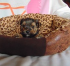 Yorkshire terrier - štěňátka s PP