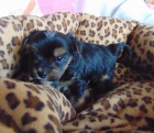 Yorkshire terrier - štěňátka s PP