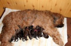 Briard - plavá štěňátka