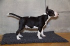 Miniaturní bullterier