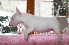 Miniaturní bullterier