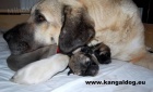 Anatolský pastevecký pes - Kangal