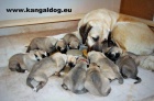 Anatolský pastevecký pes - Kangal