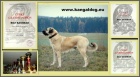 Anatolský pastevecký pes - Kangal