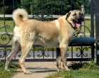 Anatolský pastevecký pes - Kangal