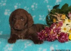Chesapeake bay retriver štěnata s PP