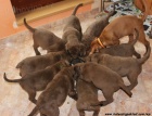Chesapeake bay retriver štěnata s PP