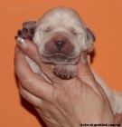 Labrador retiever žlutá s PP+chesapeake čoko pes