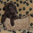 Labrador retiever žlutá s PP+chesapeake čoko pes