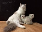 koťátka Ragdoll