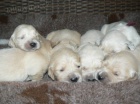 Zlatý retrívr - golden retriever s PP štěňata