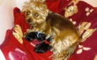 Jorkšírský teriér s PP - štěňata, yorkshire terrier