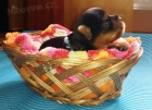 Jorkšírský teriér s PP - štěňata, yorkshire terrier