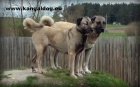 Anatolský pastevecký pes - Kangal