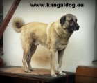 Anatolský pastevecký pes - Kangal