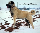Anatolský pastevecký pes - Kangal