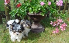 Biewer yorkshire terrier - štěňátka s PP