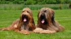 Briard - plavá štěňátka s PP.