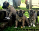 Anatolský pastevecký pes - Kangal