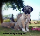 Anatolský pastevecký pes - Kangal
