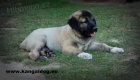 Anatolský pastevecký pes - Kangal
