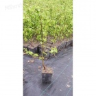 Habr obecný - kontejnerované sazenice