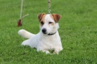 jack russel terier s PP