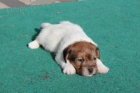 jack russel terier s PP
