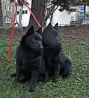Šiperka - fenky