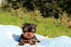 yorkshire terrier s PP