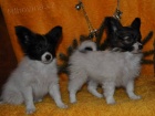 Papillon s PP
