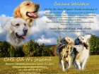 Zlatý retriever + Labradorský retriever
