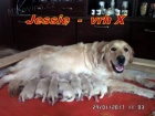 Zlatý retriever + Labradorský retriever