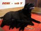 Zlatý retriever + Labradorský retriever