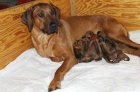 Rhodéský Ridgeback štěňátka s PP
