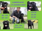 Labradorský retriever