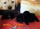 Labradorský retriever