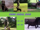 Labradorský retriever