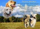 Zlatý retriever
