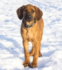 Rhodéský Ridgeback s Průkazem Původu