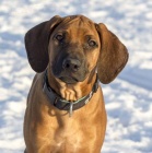 Rhodéský Ridgeback s Průkazem Původu
