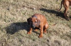 Rhodéský Ridgeback s Průkazem Původu