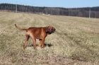 Rhodéský Ridgeback s Průkazem Původu