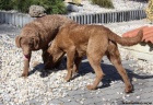 Chesapeake bay retriever s PP(jako labradorský r.)