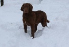 Chesapeake bay retriever s PP(jako labradorský r.)