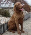 Chesapeake bay retriever s PP(jako labradorský r.)